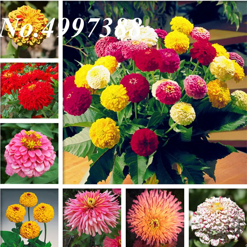 

100 Pcs Zinnia Bonsai Indoor Flower Plant Perennial Flowers Plants For Home Garden Ornamental Bonsai Easy Grow Potted Planting