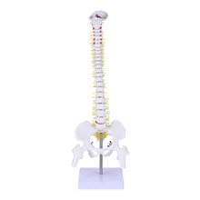 

1Pc Spine Anatomy Model Vertebral Column Model with Spinal Nerves Pelvis Femur