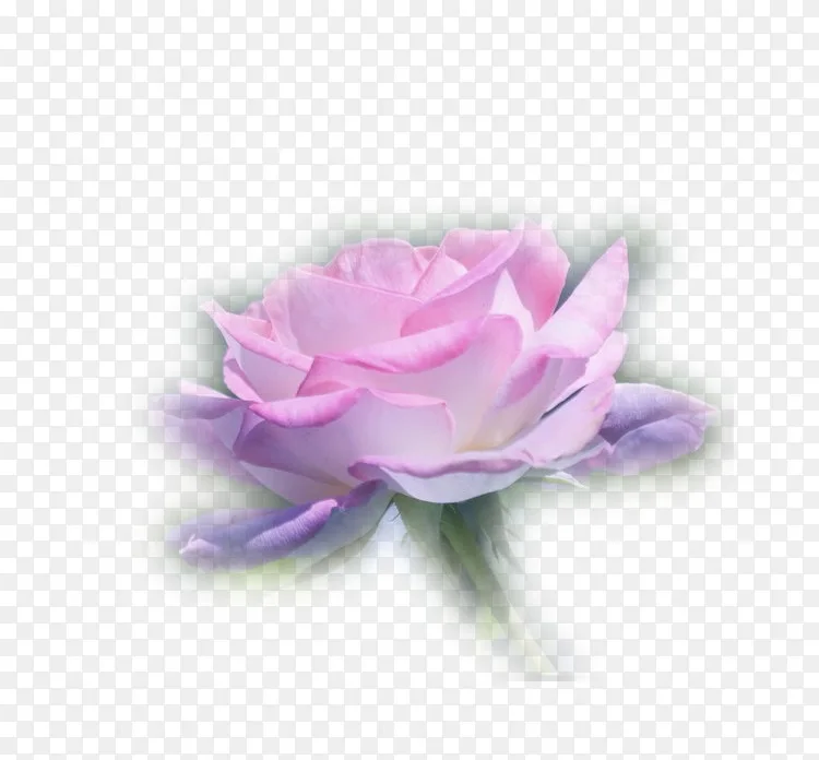 花园玫瑰 蜈蚣 玫瑰 花束 桌面壁纸 花png图片素材免费下载 图片编号 Png素材网