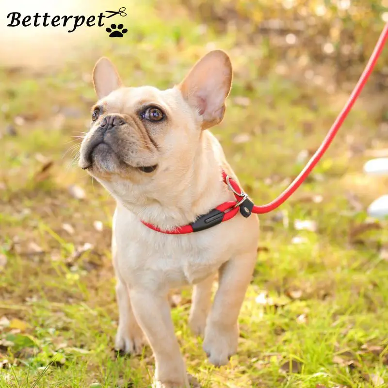 dog training leads and collars