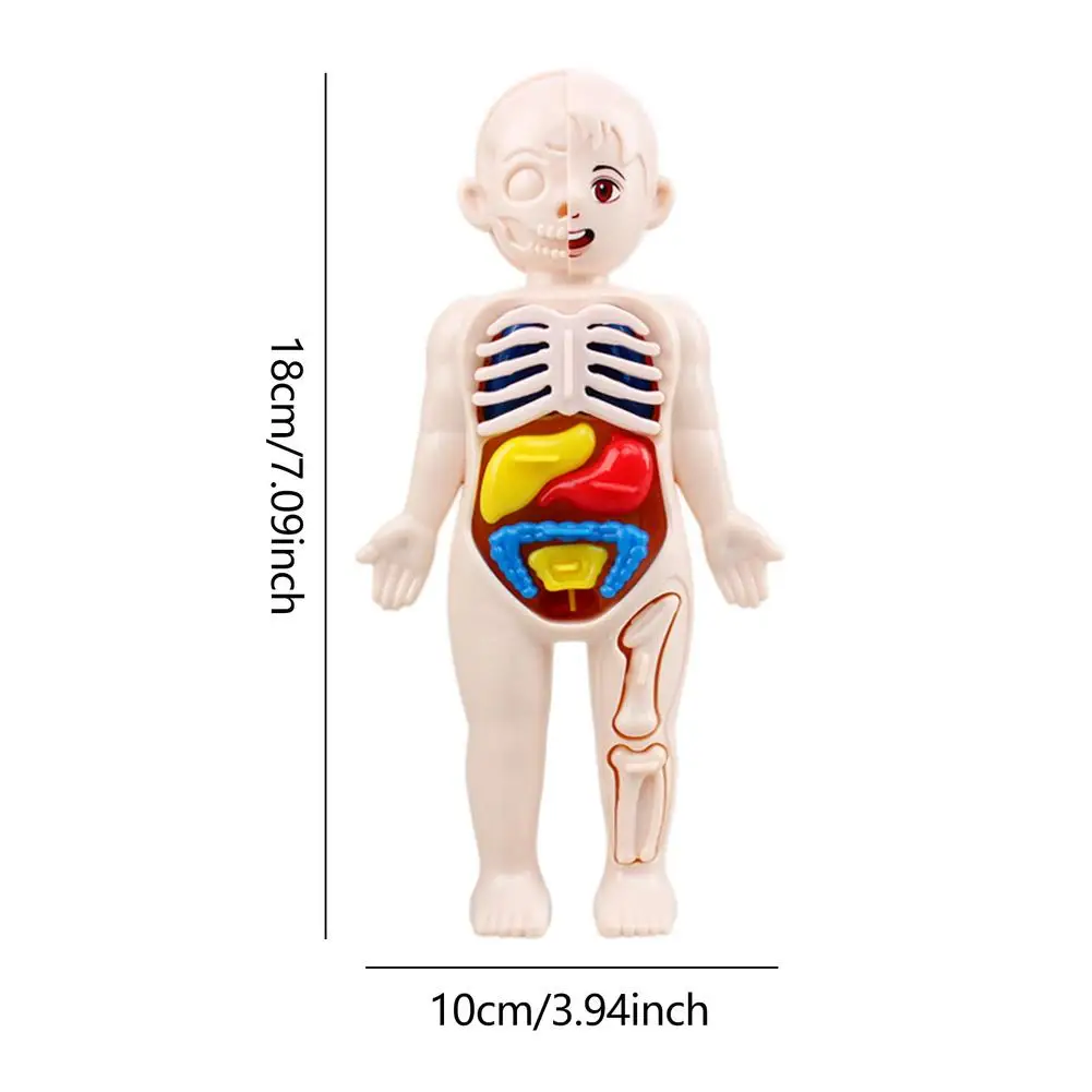 Anatomy Doll Detailed Parts