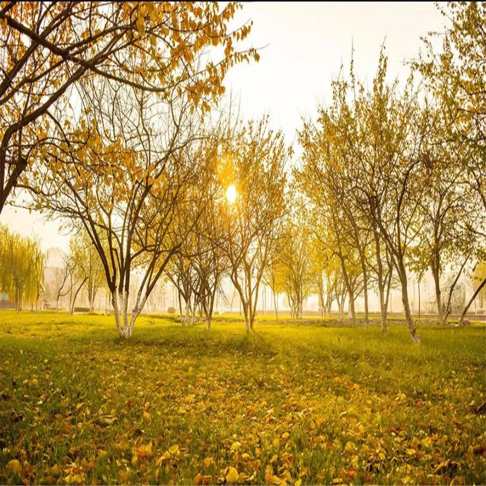 Beautiful natural fresh forest wallpapers sunlight background wall decorative painting beautiful scenery | Обустройство дома