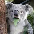 Koalas Store