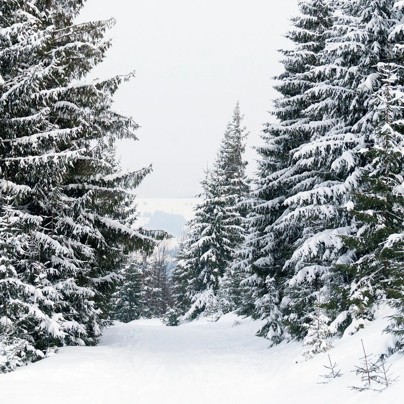 

Laeacco Winter Snow Pine Forest Tree Pathway Natural Scenic Photographic Background Photography Backdrop Photocall Photo Studio