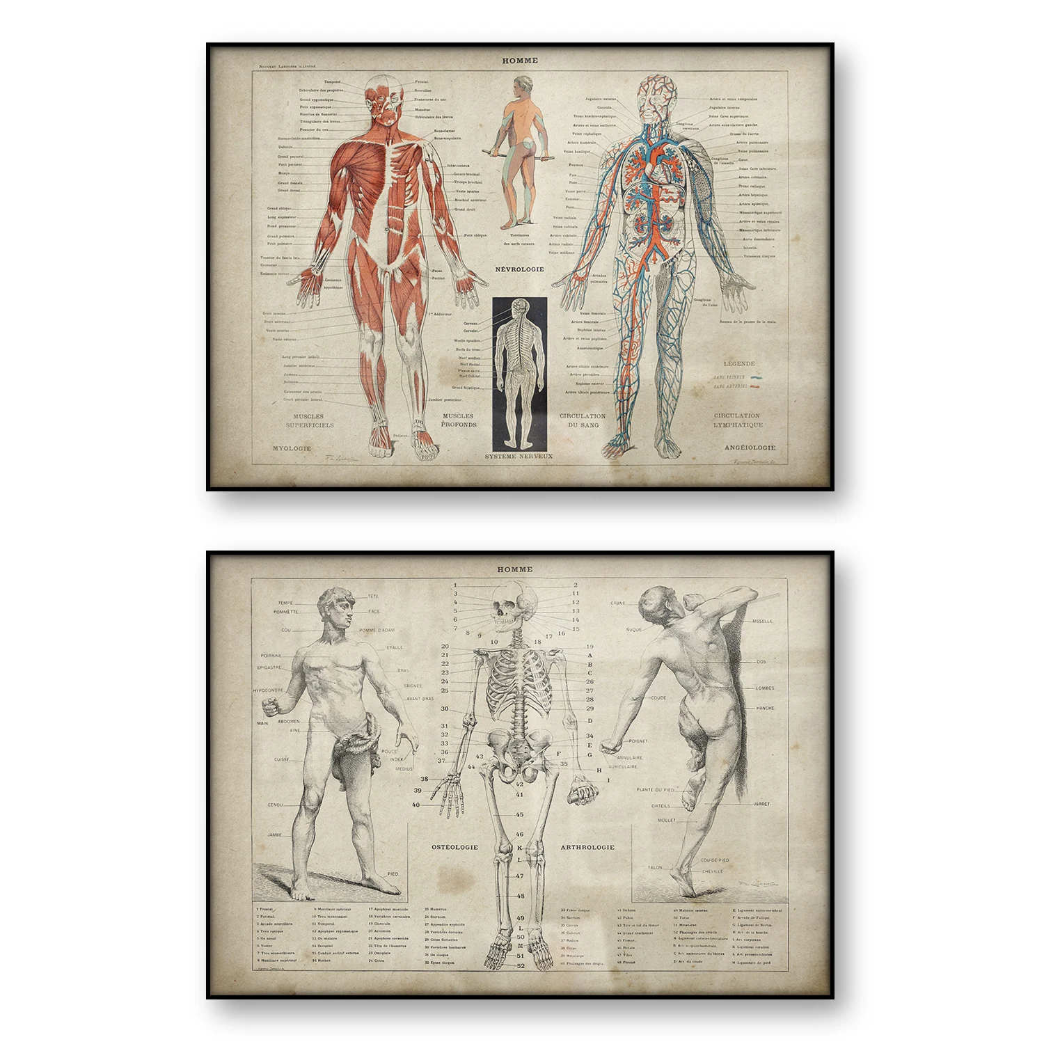 Homme-anatomi-Vintage-Poster-nsan-anatomisi-skelet-e-itici-tuval-bask ...