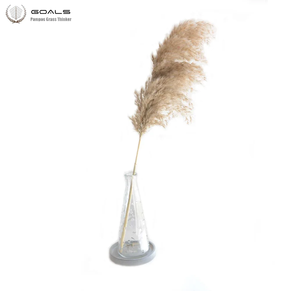 Set of Natural Dried Pampas Grass Bunches YourHousePal