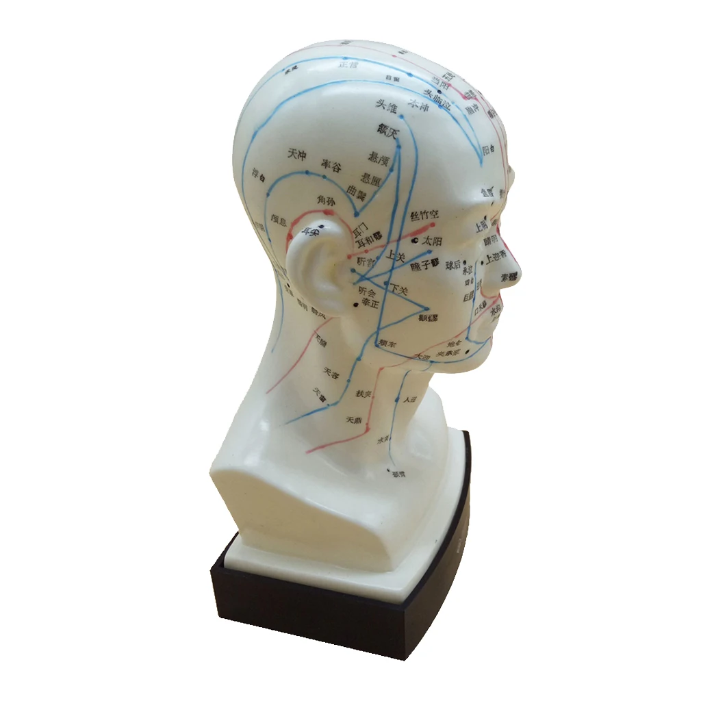 Human Head Acupuncture Meridian Model With Acupressure Points In Chinese
