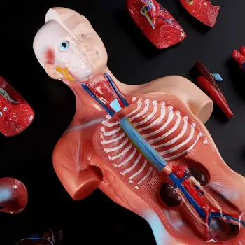 

High-end Medical Internal Organs Heart System Structure Anatomical Trunk 28cm Model Human B3U3