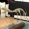 1 Pcs Real Complete Fox/Mink skeleton specimen. Real animal bone. Not Installed.DIY 1