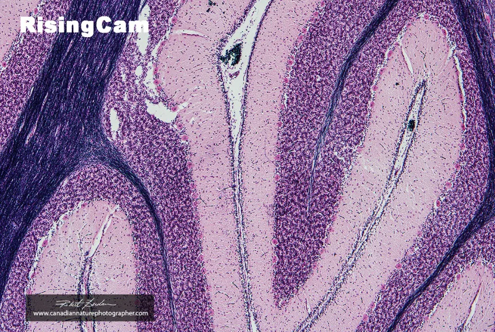 RisingCam_Aug16_01_1160px
