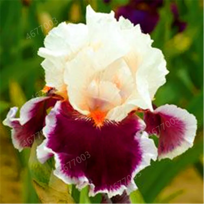 100 шт Ирис бонсай, много видов цветов Ирис в горшке Ирис Орхидея редкий многолетний цветок бонсай растения для домашнего сада