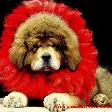 Тибетская ручная работа мастиф кехор для питомца собаки щенка красный натуральный Як волос Zang'ao 2 слоя теплый ошейник для щенка