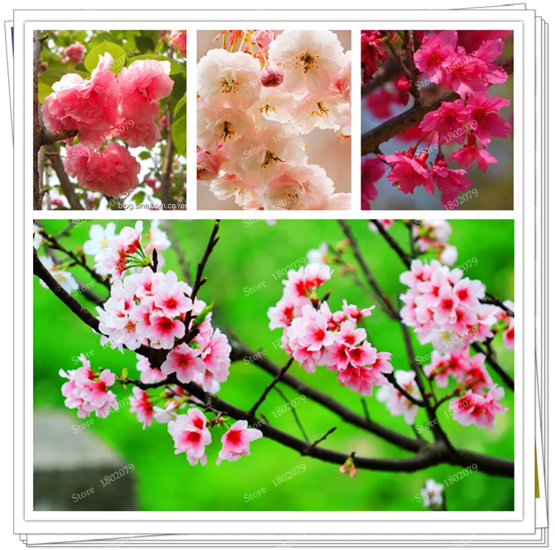 15 шт./пакет, редкие Sakura flores, Вишневое дерево растения, в японском стиле, большая сорта бонсай растения для дома и сада