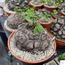 3 шт. черепаха, лапка слона, хлеб хоттентоса(диоскорея слона) бонсай растения DIY домашний сад# Y077