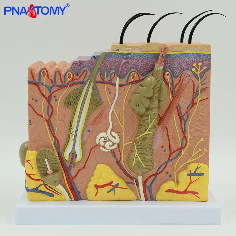

Human skin model 50 times enlarged plastic hair layer structure anatomical model medical teaching tool numbered with manual