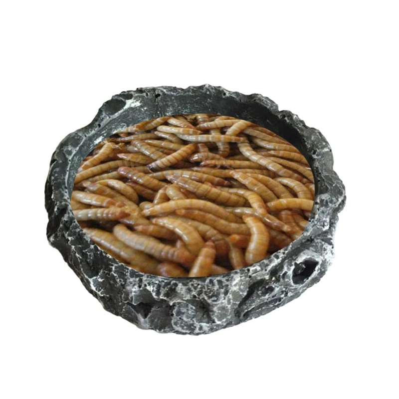 G5AB Reptile Bowl, Turtle Water Dish, Round Food Bowl, Resin Escape Proof Feeder, For Small Medium Size Pet Lizard Leopard Gecko, reptile feed bowls