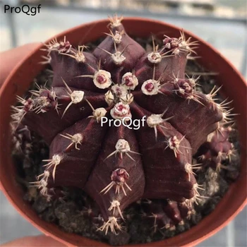 

Ngryise 1Pcs A Set HOUSELEEK Sempervivum Stansfieldii