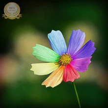 Новое поступление ограниченная серия novel Plant комнатные растения Semillas De Flores Редкие радужные хризантемы цветок бонсай, 100 сад