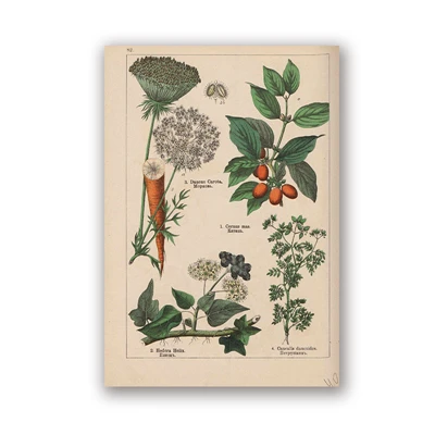 Botanical коллекция винтажные плакаты и принты травы 1898s русский язык стены искусства картины холст живопись Домашний Декор стены - Цвет: PH5987