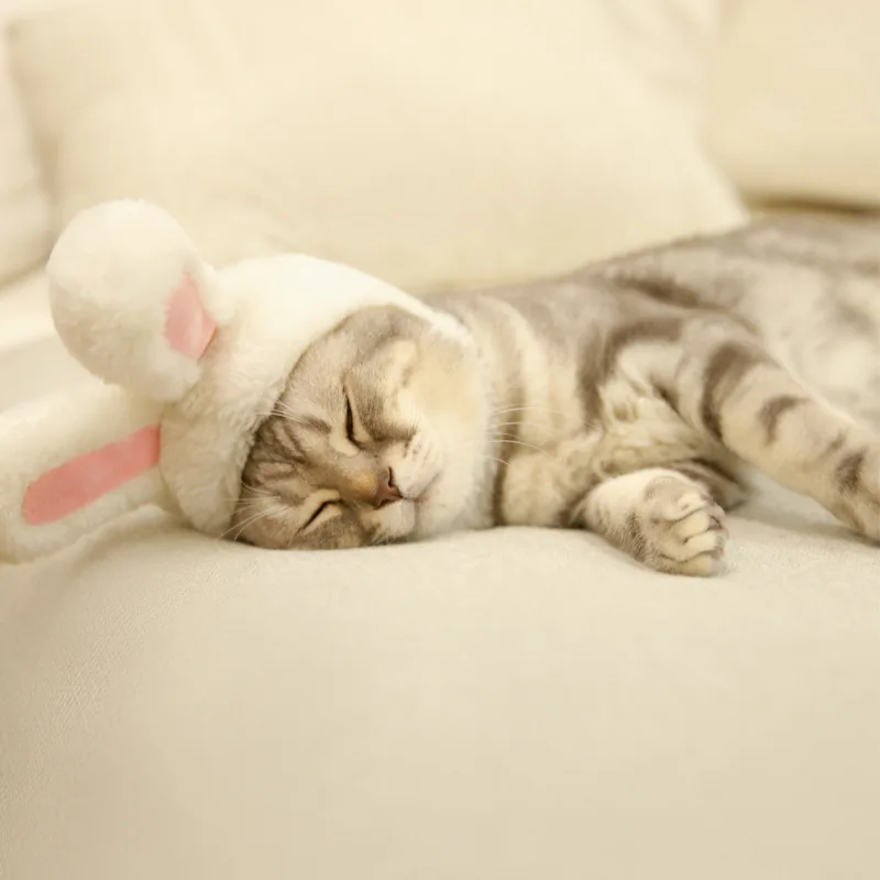 Кошка, собака, белый кролик, Ушастый головной убор, прямые уши, стиль знаменитостей, для взрослых, маленький кролик, моделирование,, милая фотосессия