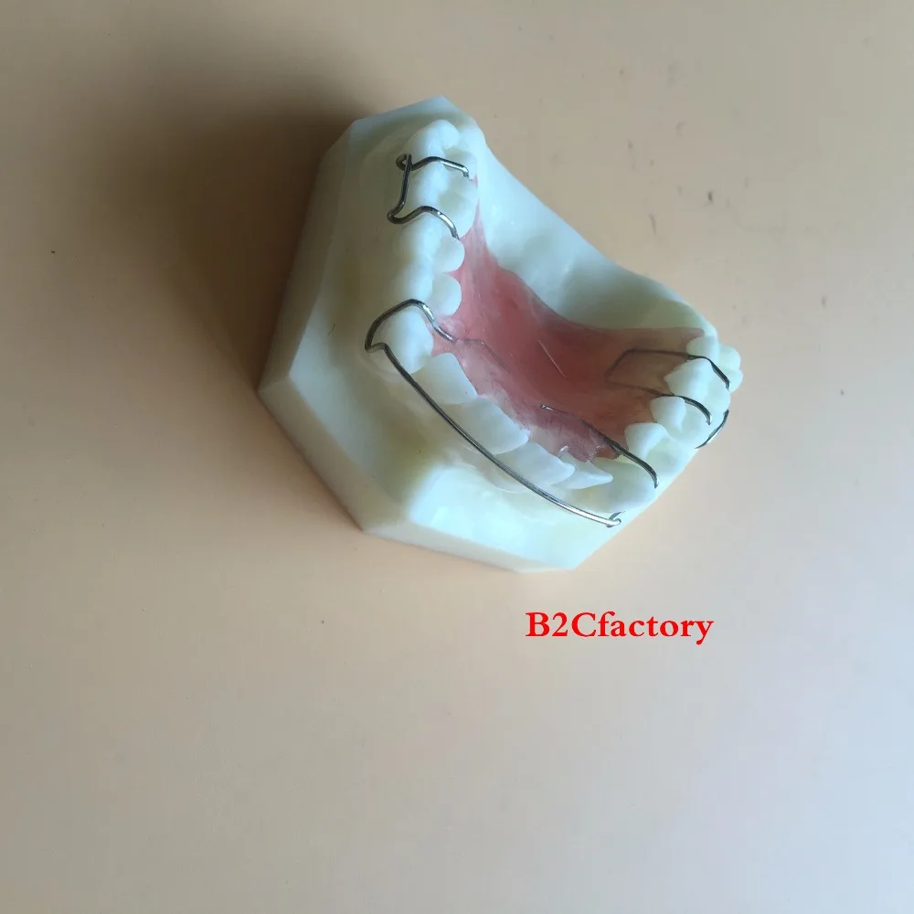 Стоматологическая модель фиксатора Hawley для обучения зубов Модель 3007 01|teeth model|dental