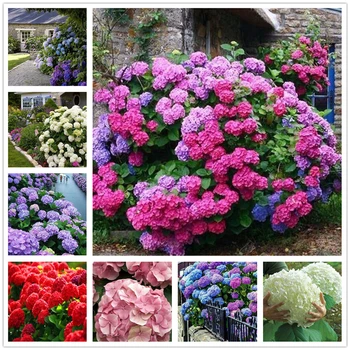 

Plant Flowers Bath Salts Rose Big Hydrangea Essence 100Pcs XZZ-22