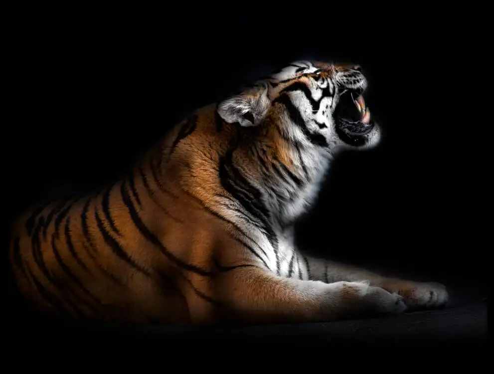 Три намоток tiger с Черный и белый цвета Африка животное масло холст спандекса