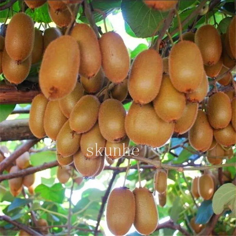 

200pcs kiwi bonsai tree free shipping, DIY Home Garden The king of kiwi fruit kiwi yellow pulp bonsai pot kiwi fruit bonsai
