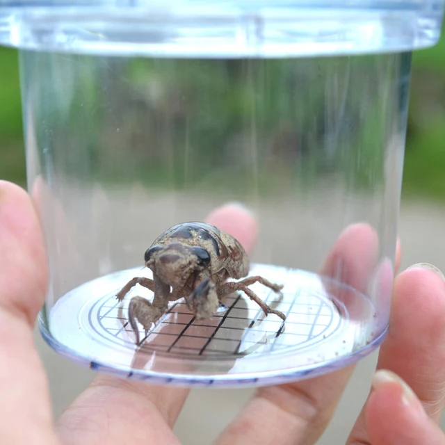 Outdoor Insect Viewer Observation Magnifier Glass Box Cup Plastic Bottle Spectator Experiment Education Kids Interactive Toy 5
