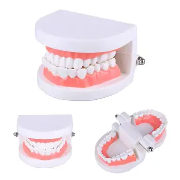 

New Useful Dental Caries Study Tool Adult Standard Oral Demonstration Teeth Model for Kids Oral Care Teaching
