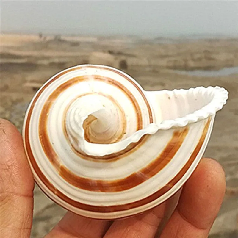 1PC Natural Large Coral Sea Snail Conch Shells Fish Tank Home Ornament Gift 