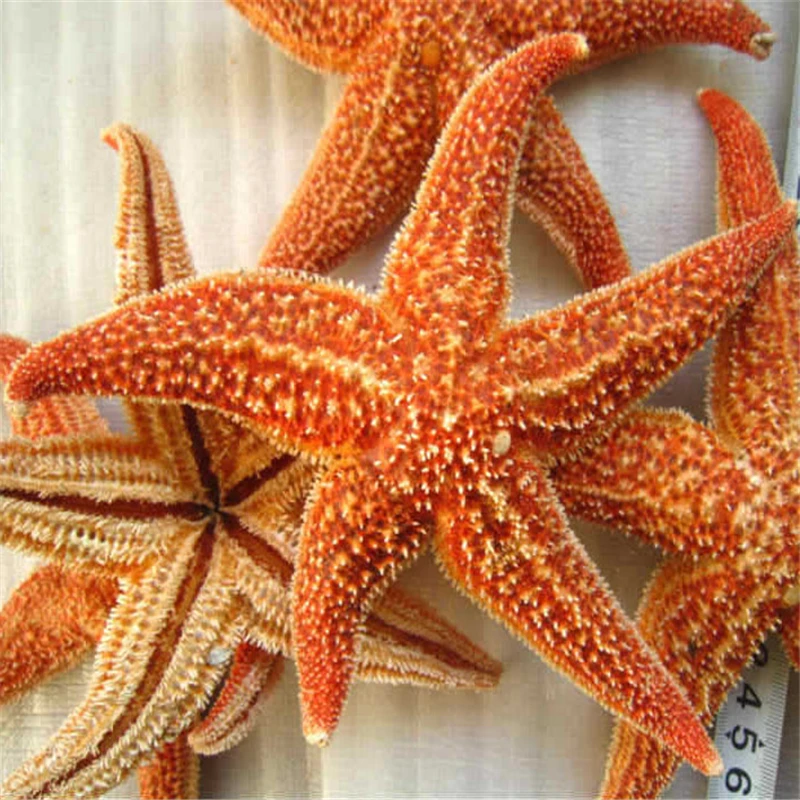 Dried 7-10cm Starfish Maritime Decoration Real Starfish 
