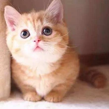 DIY фото на заказ 5D алмазная живопись полная квадратная круглая дрель Алмазная вышивка распродажа свадебное изображение Стразы Вышивка бисером