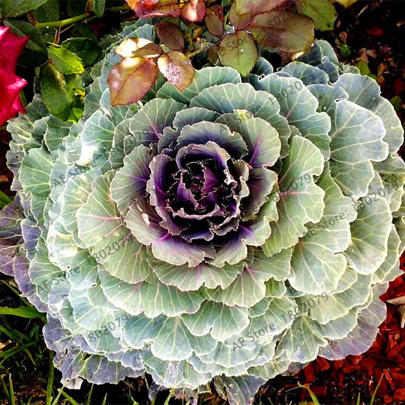 100 шт капусты цветы капусты плантас органические съедобный вкусный декоративные растения, бонсай растение для домашнего сада - Color: 11
