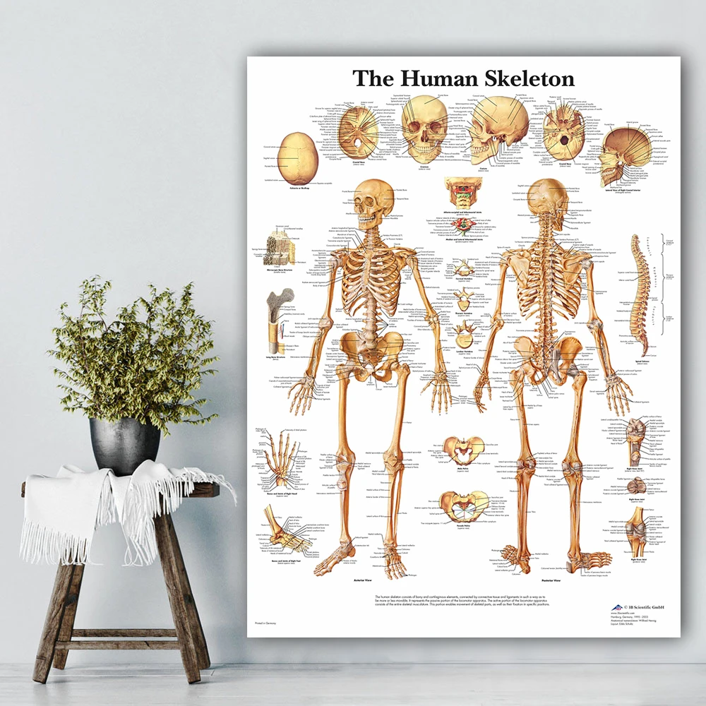Quadro Art Deco su tela Funzione anatomica Grafico dellocchio umano Poster artistico Stampa Mappa del corpo Immagini a parete su tela per la decorazione domestica dellistruzione medica-40x60cm 