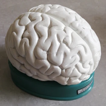 

Human brain anatomical respirador artificial traumatic weapon medical surgical medical instruments supplies traumatism pistol