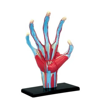 

Mini Human Hand assembly model Assembled Human Anatomy Model Gift for Children