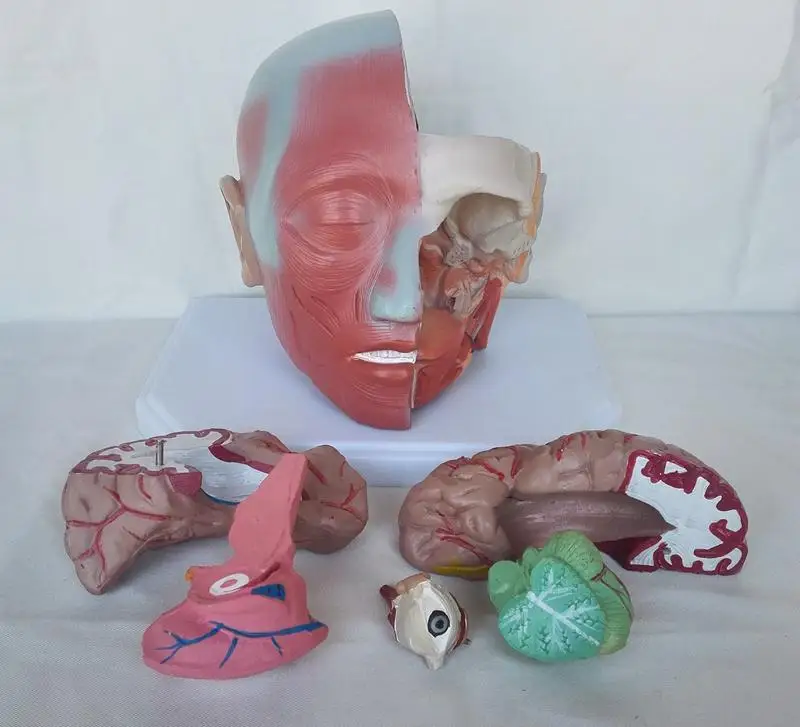 

Free Shipping 1:1 Life Sized Human Adult Head Skull Anatomical Brain Model Medical Teaching Model Skeleton Toy Surgery