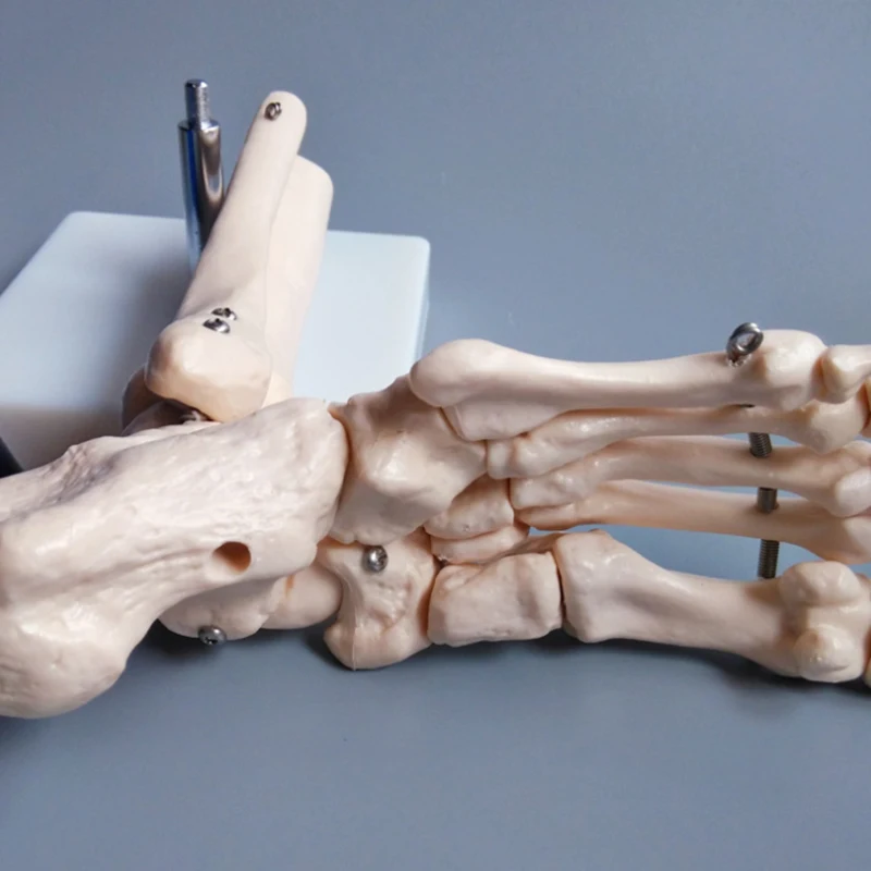 Foot Skeleton Model 1:1 Foot Joint Model Foot Skeleton Model Medical Studies Bones Skeletal Anatomy Clinic Show Teaching