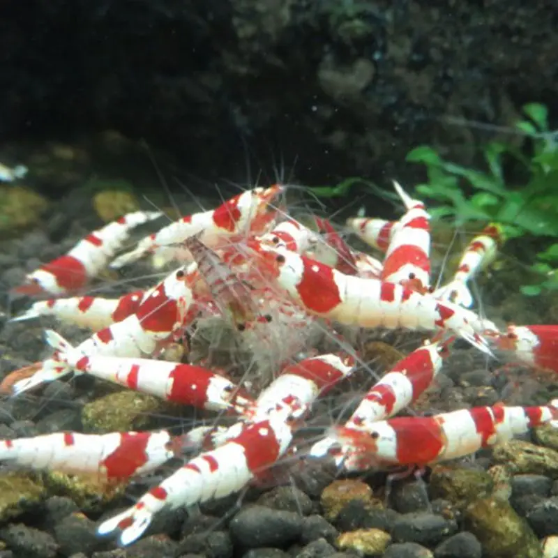 Аквариумные рыбки корма хрустальные креветки Кормление корма природные водоросли рыба еда Y5GB
