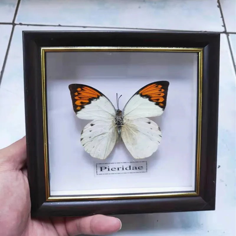 Cadre Taxidermie 5 Papillons Exotiques Réels - Entomologie, Vitrine Murale, Allemagne