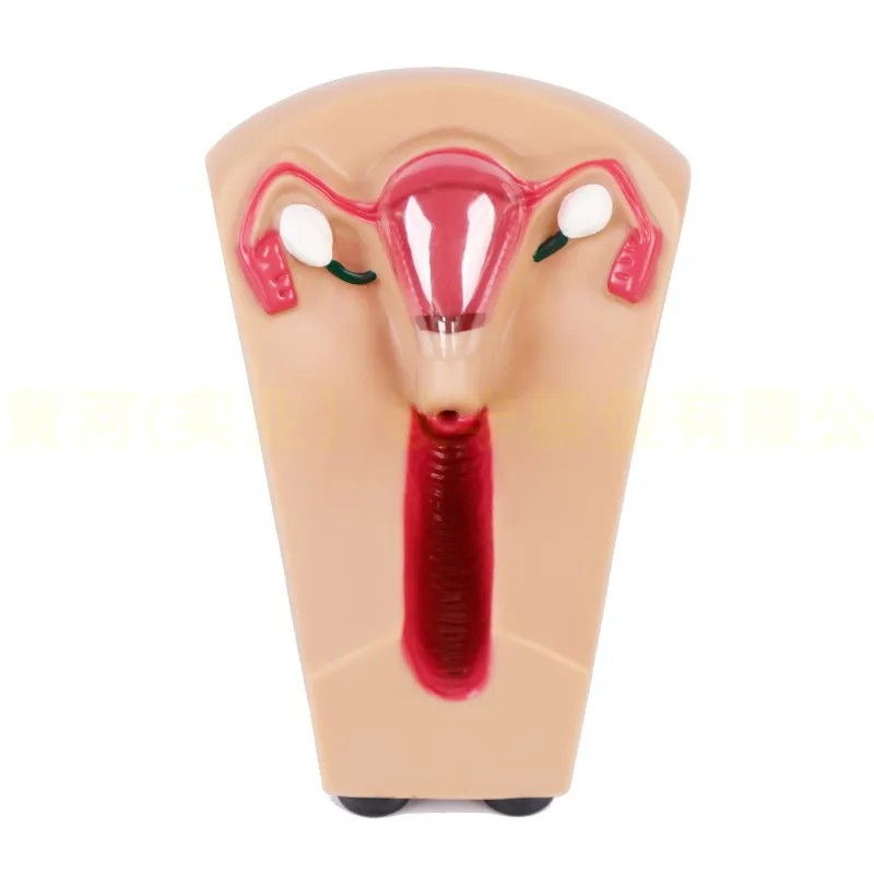 

Female Intrauterine Contraceptive Device Model,IUD Training Simulator Brand new