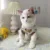 Pet Dog Cat Свитер Одежда Зимняя теплая Водолазка Вязаная Кошка Щенок Одежда Костюм Для Маленьких Собак Кошек Чихуахуа Наряд Жилет