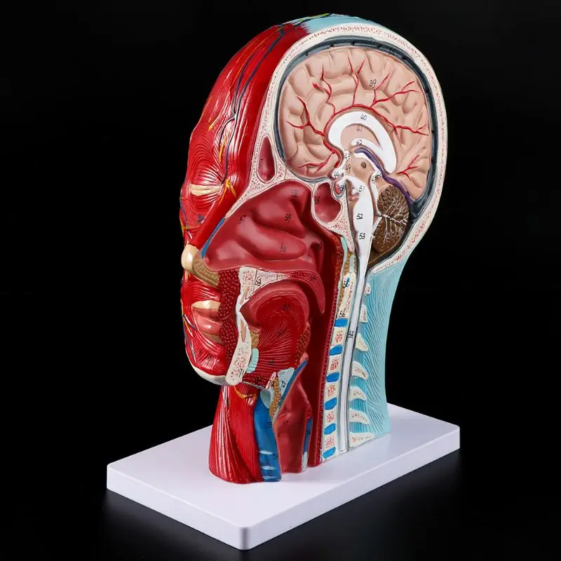 Modèle de demi-tête anatomique humaine - Modèle d'anatomie de tête humaine  - Médical Cerveau Cou Médiane Section Étude Modèle Modèle de demi-tête d'anatomie  du visage modèle d'enseignement médical : : Commerce, Industrie