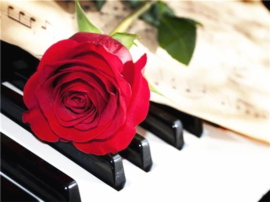 Huacan-5D-DIY-Diamond-Painting-Flower-Rose-Full-Drill-Square-Diamond-Embroidery-Cross-Stitch-Rhinestone-Picture.jpg_.webp_640x640 (2)