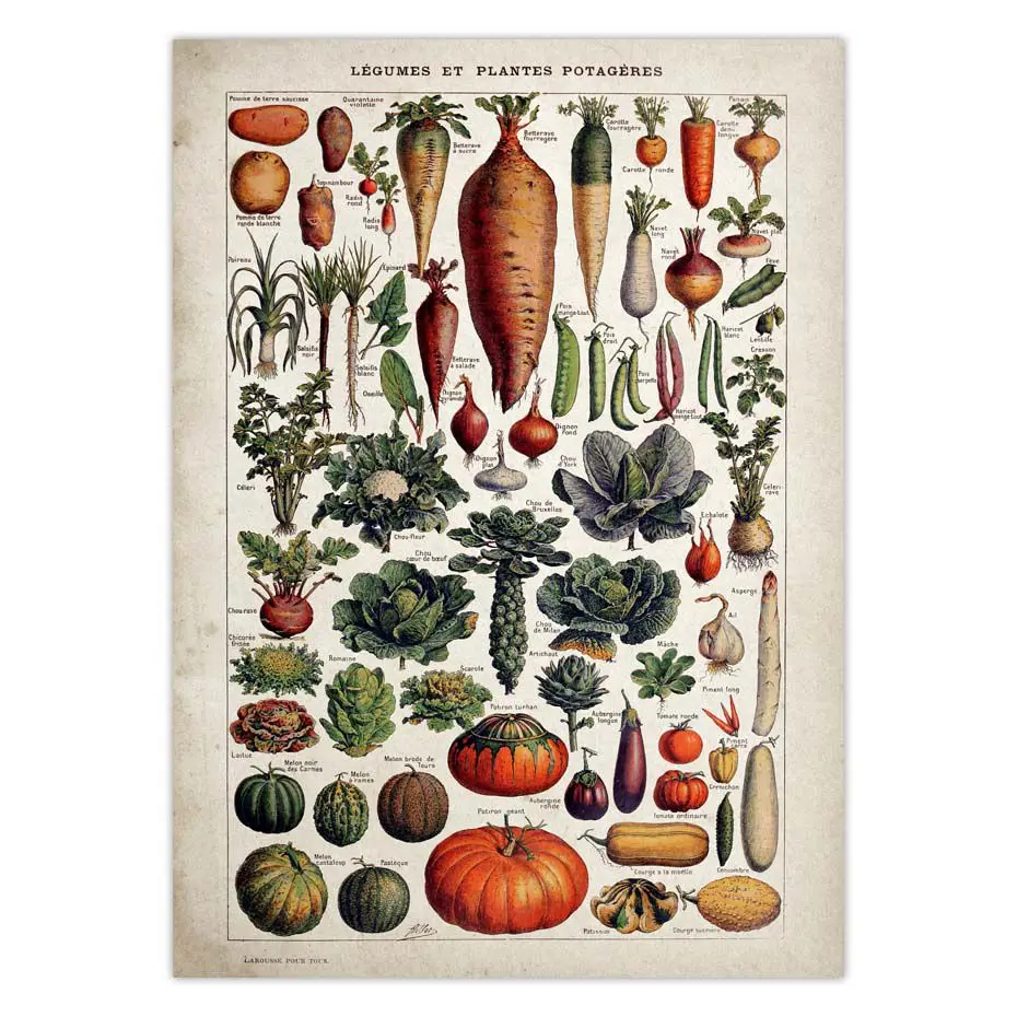 Vintage-Vegetable-Fruit-Mushroom-Poster-Canvas-Print-Antique-Wall-Art-Print-Botanical-Picture-Science-Poster-Kitchen (1)