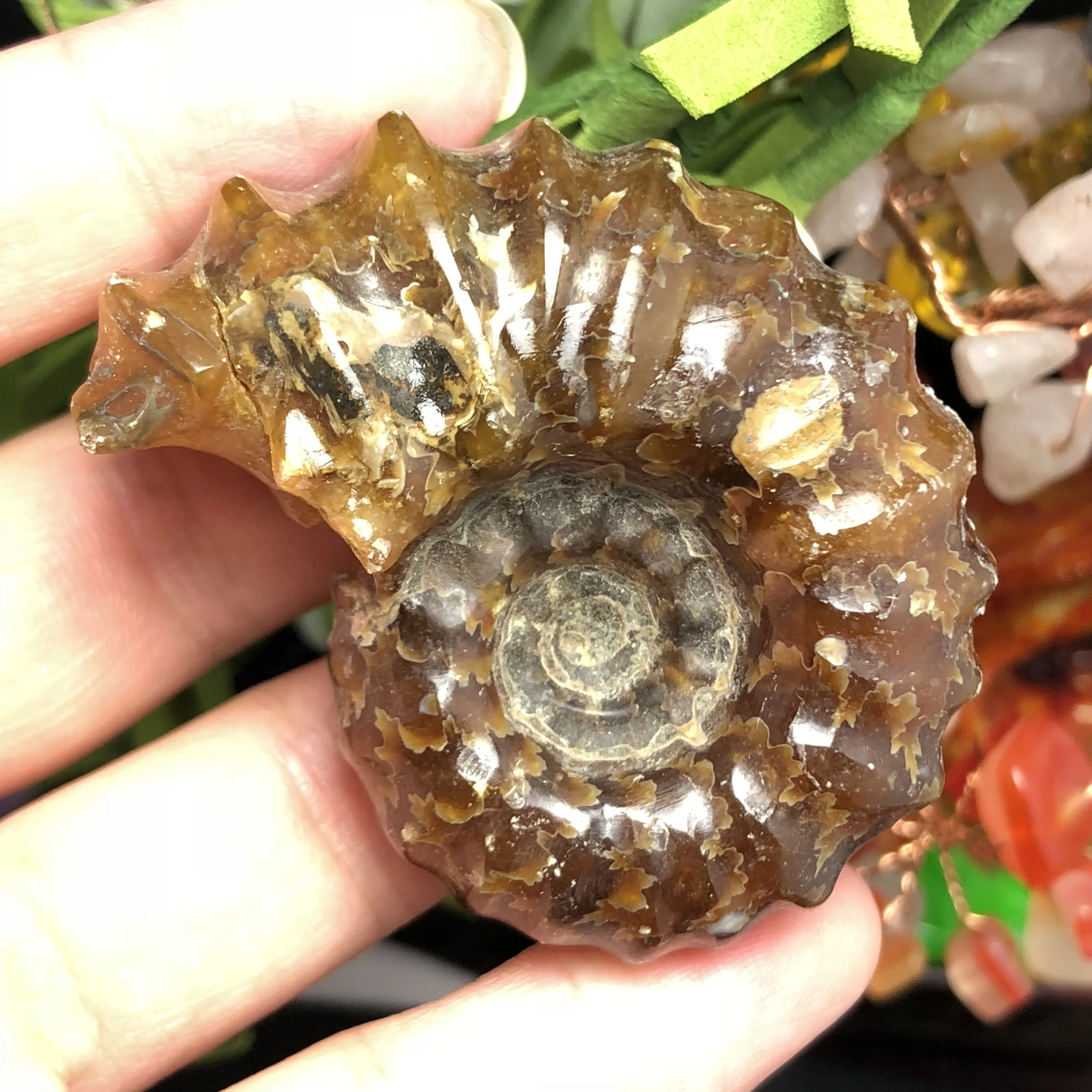 Натуральный Полированный козий гудок окаменелости аммониты Conch douvileras