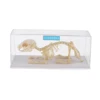 Rabbit Skeleton Specimen Animal Bone Model for Pupil  Biological Knowledge Learning Aid 6