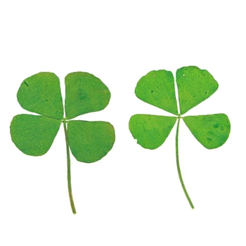 

Four Leaves Clover Dried Flowers Embellishments Card Making Scrapbooking Jewelry Furniture Crafts DIY Decor