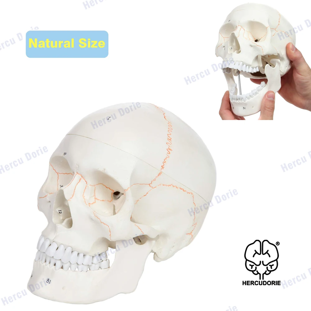 

3 Part Life Size Numbered Human Skull with Removable Calvarium, Includes Detailed Product Manual